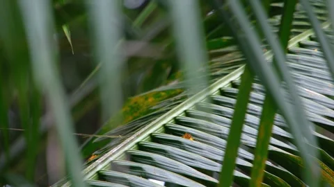 8K - Parakeets Feeding On Palm Debris Among Leaves With Soft Bokeh Background Stock Footage 329070233