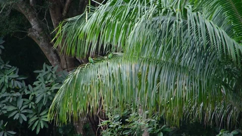 8K - Parakeets Landing Along Palm Fronds Near Central Canopy Feeding Zone Stock Footage 329068065