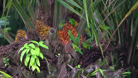 8K - Parakeets Overtake Palm Tree In Complete Feeding Frenzy Behavior Stock Footage 329069189