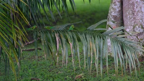 8K - Parakeets Pausing Feeding Activity On Palm Crown Between Movements 스톡 동영상 329068703