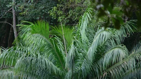 8K - Parakeets Perched On Distant Palm Tree Top Leaves In Tropical Canopy 스톡 동영상 329067916