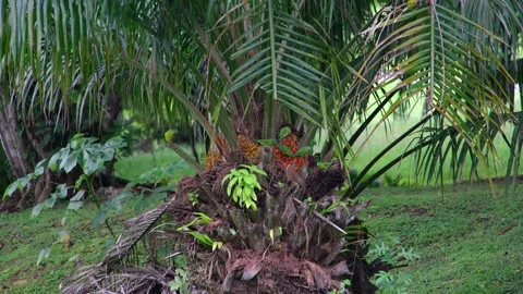 8K - Parakeets Trigger Feeding Frenzy On Palm Fruits In Dense Tropical Crown Stock Footage 329068413