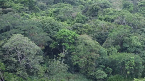 8K - Parrot Flock Flying Distant While Turning In Formation Video stock 325649340