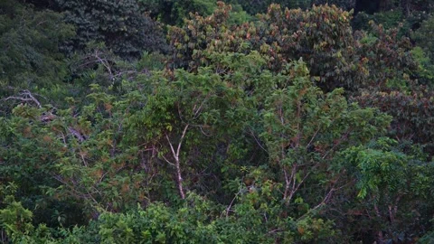 8K - parrot Red Lored Amazon Group Gathering In Active Feeding Cluster Video stock 325675313