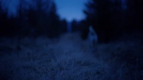 8K Playful Czechoslovakian Wolfdog Exploring Serene Forest at Dusk Stock Footage 305166876