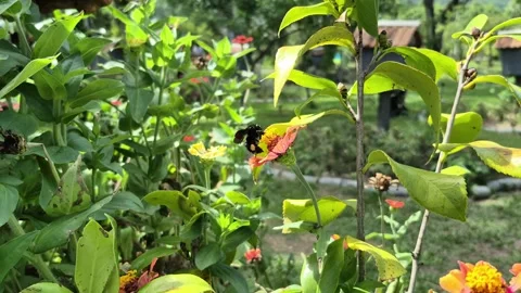 8k Pollination in Action: A Bee's Visit Video stock 306029726