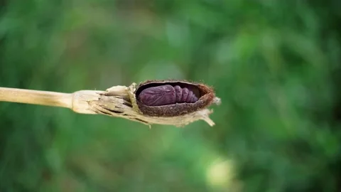 8K Pupa Phase Stock Footage 164924606