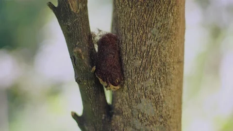 8K Pupa Phase on Tree Trunk Stock Footage 164924019