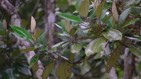 8K - Rain Droplets Resting On Lush Tropical Jungle Branch Stock Footage 325645560