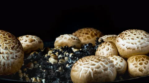 8K rapid growth of champignons, time-lapse Stock Footage 58586574