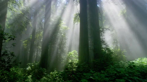 8K rays of light and fog in Redwood forest Stock-Footage 155015800