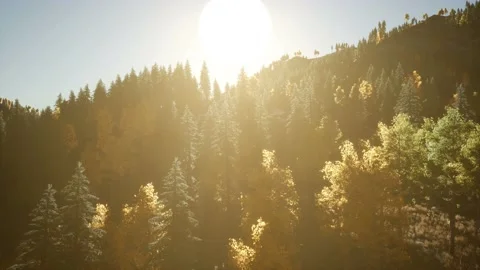 8k Rays of the Sun Make their Way through the Branches Video stock 121884630