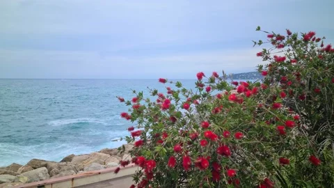 8K Red Bottlebrush Flower With Sea Stock-Footage 157211971