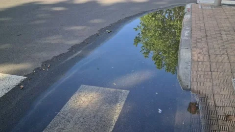 8K Reflection Of A Tree In A Puddle Stock Footage 130855367