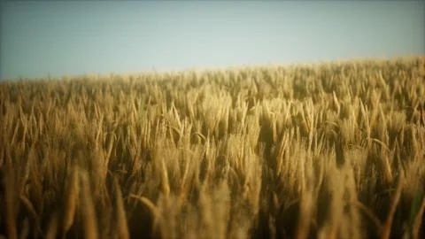 8K Ripe yellow rye field under beautiful summer sunset sky Stock Illustration