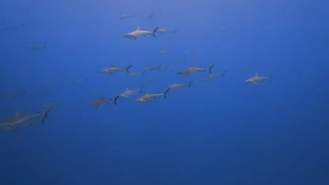 8k - Schooling grey reef sharks rush in the blue, Fakarva, French Polynesia Video stock 248304598