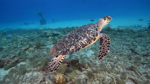 8K Seascape with Hawksbill Sea Turtle in... | Stock Video | Pond5