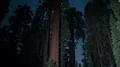 8K Sequoia Milky Way 02 Grant Grove Kings Canyon Tilt Up 4k or 4k+ Resolution