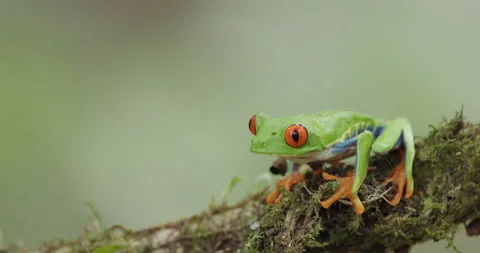 8K side view clip of red-eyed tree frog on a branch Stock Footage 209435552