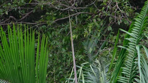 8K - Single Parakeet Perched Atop Vertical Palm Spike Branch Isolated Stock Footage 329068823