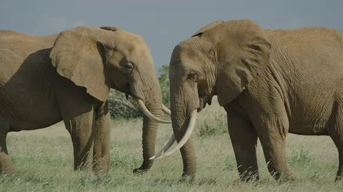 8K slow motion of two Male African bush elephants in Tsavo East big tusks Stock Footage