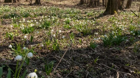 8K Snowflake field Stock Footage 125956324