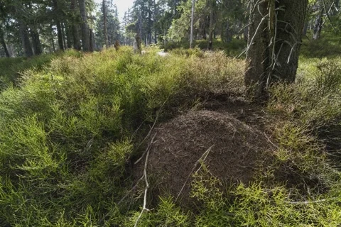 8K Spring ant nest with last spots of snow Stock Footage 256156473