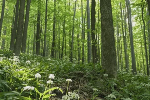 8K Spring forest with blooming wild garlic Stock Footage 256042888