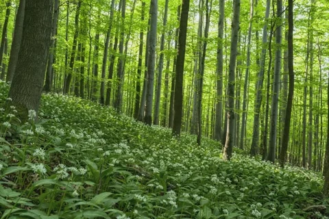 8K Spring green forest with blooming wild garlic Stock Footage 256143152