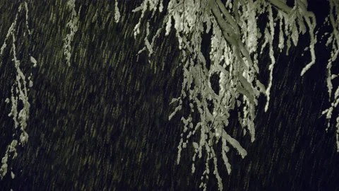 8K still shot snow falling with tree branch night Ashland Oregon United States Stock Footage 152223704