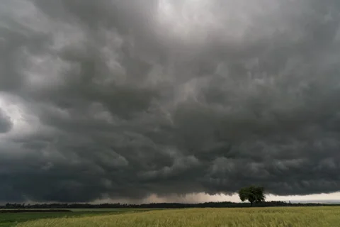 8K Storm rolling over the field and solitaire tree Video stock 255885496