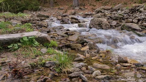 8K Summer forest stream Stock Footage 125963649