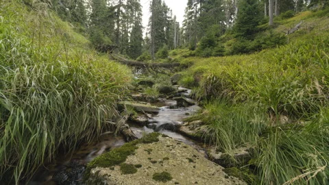 8K Summer stream with green forest around Stock Footage 255846398