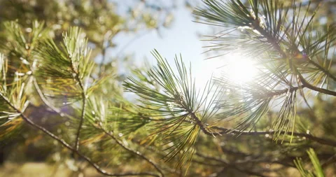 8K - Sunlight shining through a forest pine tree Stock Footage 143651290
