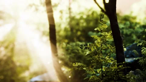 8K Sunlight shining through trees foliage Stock Footage 149391031