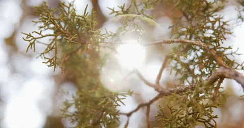 8K-Sunlight through the branches of a desert pine tree Stock Footage 143615509