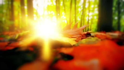 8K sunlight through the trees of the forest Stock Footage 233619815