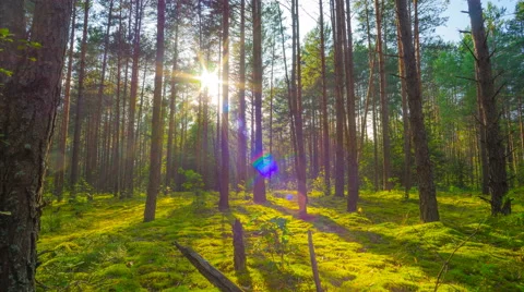 8K sunset in the summer magic forest, time-lapse filmed by crane Stock Footage 65459173