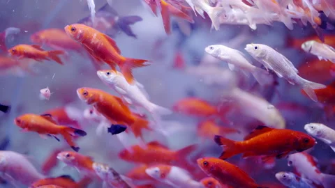 8k tank fish Video stock 169004675
