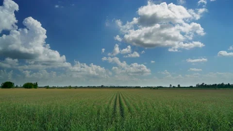 8K Tassel tufted cornfield approaching harvest time Stock Footage 169481319