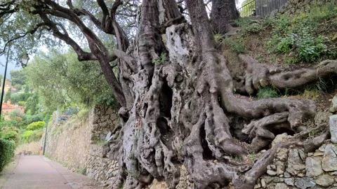 8K Thousand Year Old Olive Tree Stockbeeldmateriaal 132505091