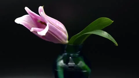 8k Time Lapse - Blooming lily Flower Stock Footage 243314152