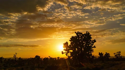 8K Time lapse of epic sunset through Joshua Tree at Mojave Desert in California Stock Footage 210949026