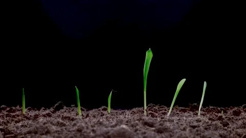 8K Time Lapse Of Growing Green Plants Stock Footage 169890467