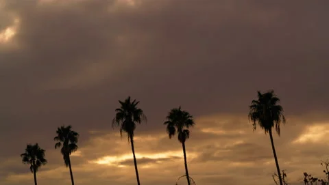 8K Time lapse of stormy sunset sky behind line of palm trees in Los Angeles 스톡 동영상 237728442