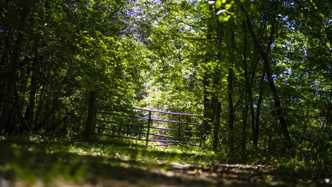 8K Timelapse Flat Creek Forest Gate Stock Footage 194033641