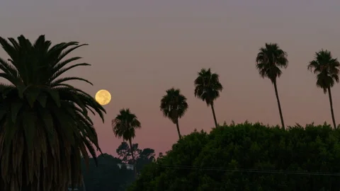 8K Timelapse of Harvest Moon setting over palm trees in Los Angeles, California Stock Footage 285074176