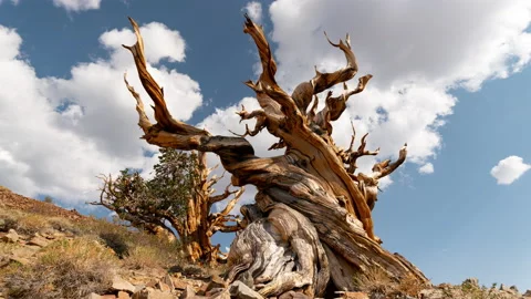 8K Timelapse of monsoon clouds over Ancient Bristlecone Pine Forest in White Mtn Stock Footage 159102054
