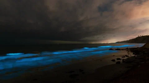 Bioluminescence - an overview