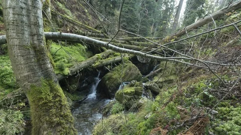 8K Tiny forest waterfall Stock Footage 126020711